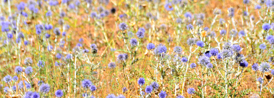 Image de l'entete de la page In season