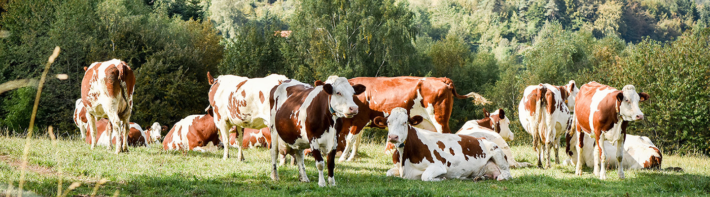 Image de l'entete de la page Vache