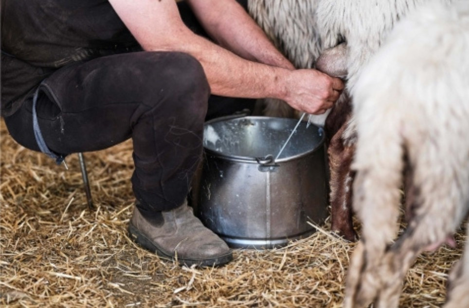 Castillon, an exceptional sheep's milk cheese