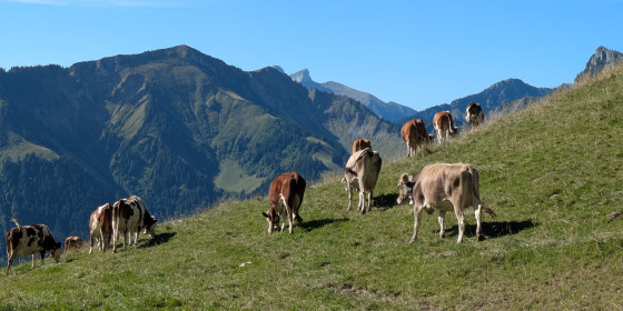 À la découverte de L’Étivaz AOP: un fromage suisse d’exception