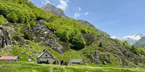 Transhumance Pyrénéene