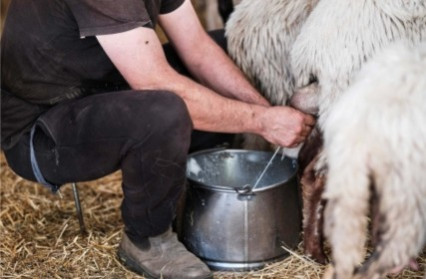 Castillon, an exceptional sheep's milk cheese