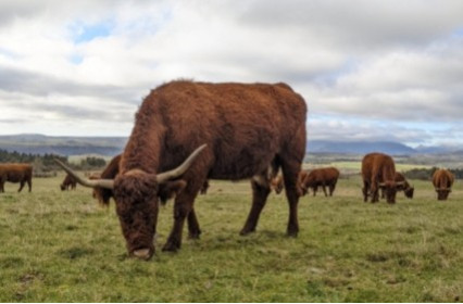 The triple meaning of the word Salers!